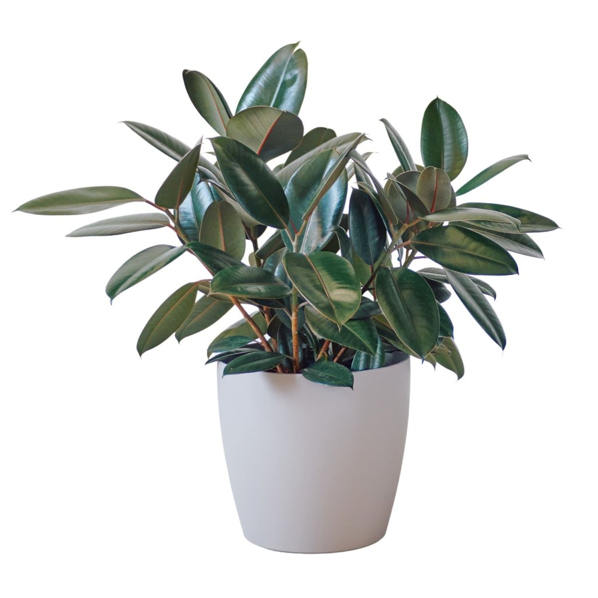 Rubber Plant Bush Potted In Lechuza Classico Trend Planter - Sand Brown - My City Plants