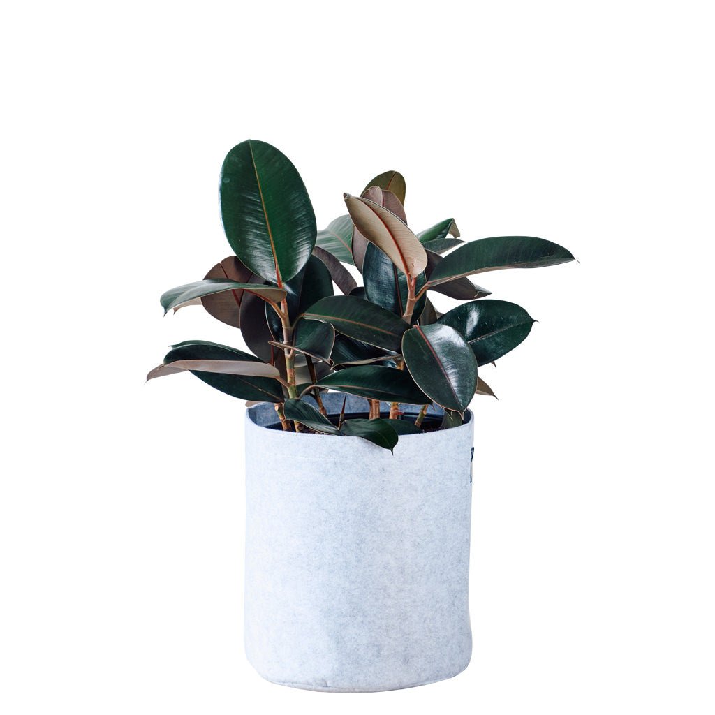 Rubber Plant Bush Potted In Lechuza Trendcover 32 Planter - Light Gray - My City Plants