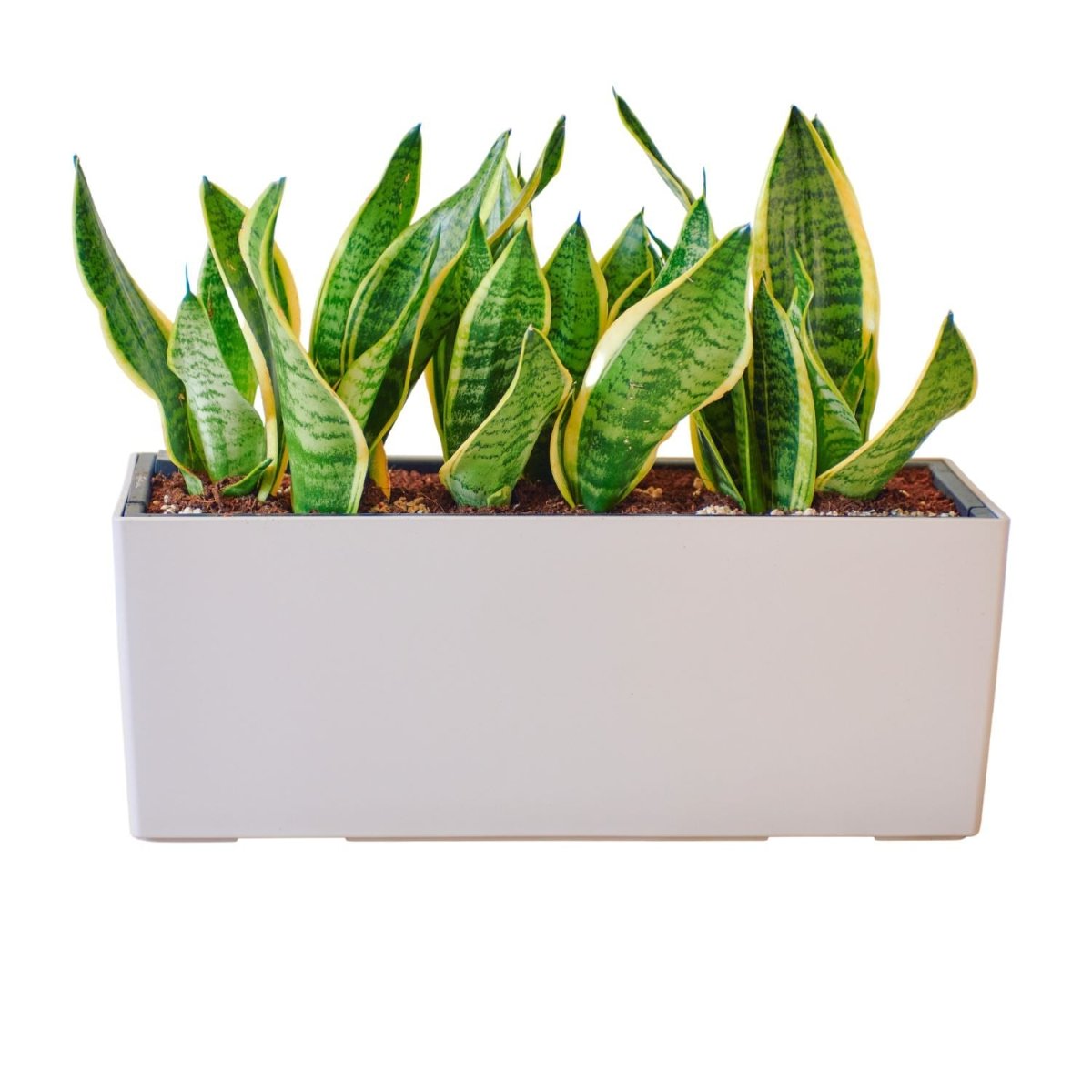 Sansevieria Potted In Lechuza Balconera Planter - Sand Brown - My City Plants