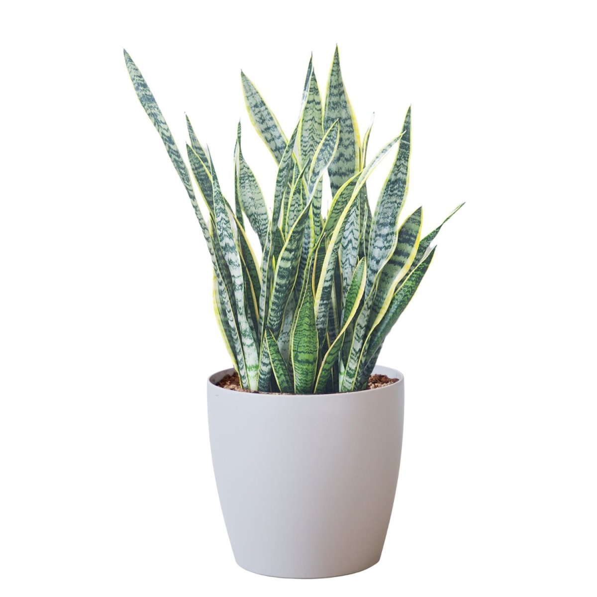Sansevieria Potted In Lechuza Classico Trend Planter - Sand Brown - My City Plants