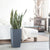 Sansevieria Potted In Lechuza Cubico 30 Planter - Slate - My City Plants