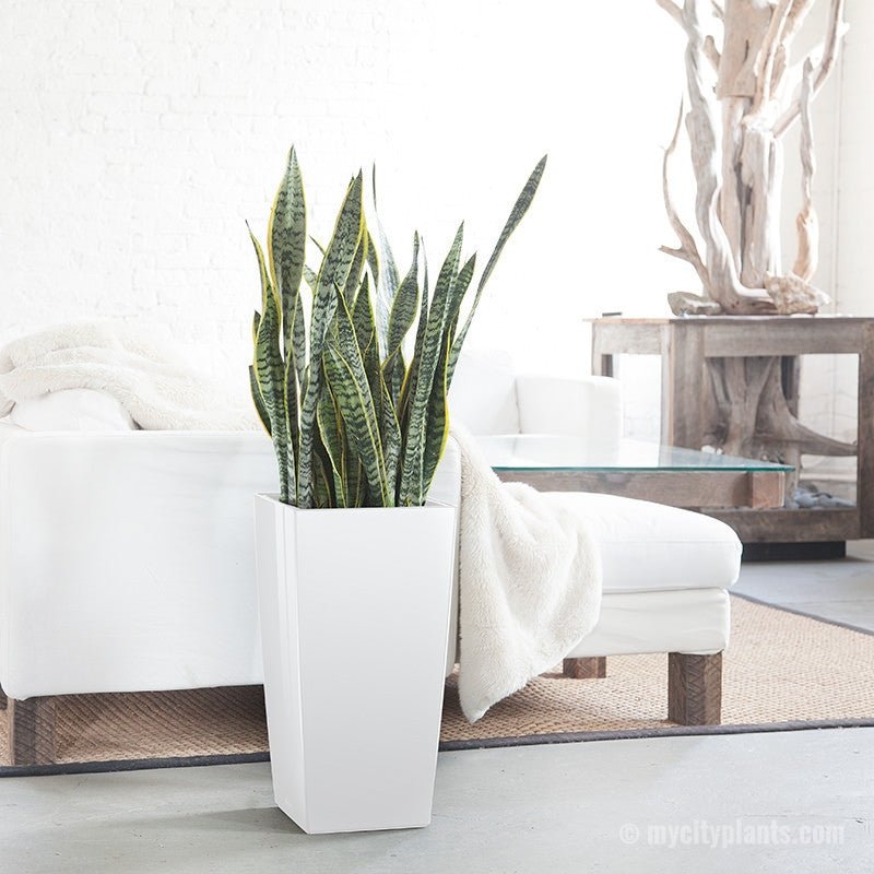 Sansevieria Potted In Lechuza Cubico 30 Planter - White - My City Plants