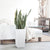 Sansevieria Potted In Lechuza Cubico 30 Planter - White - My City Plants