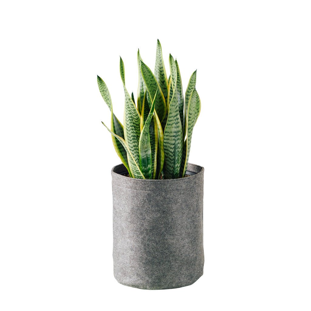 Sansevieria Trendcover 23 - Dark Gray - My City Plants