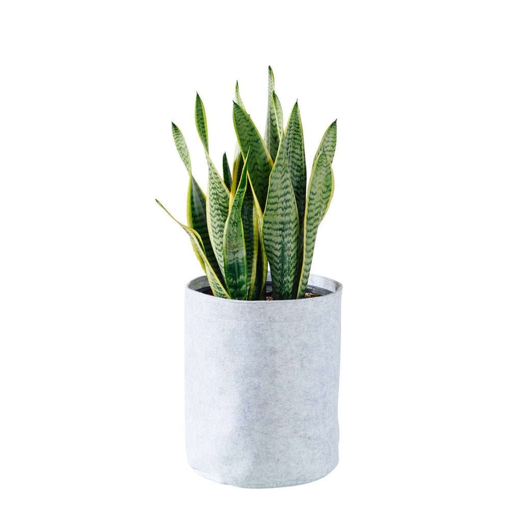 Sansevieria Trendcover 23 - Light Gray - My City Plants