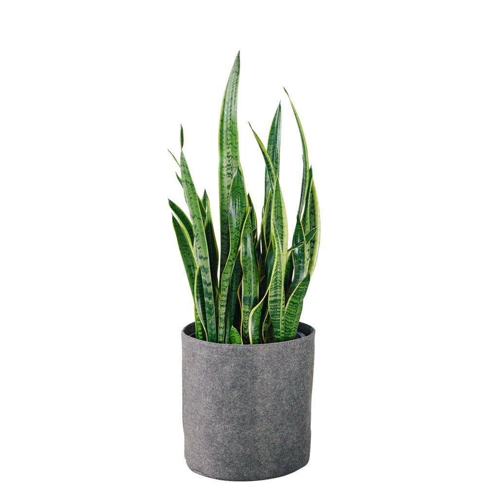 Sansevieria Trendcover 32 - Dark Gray - My City Plants