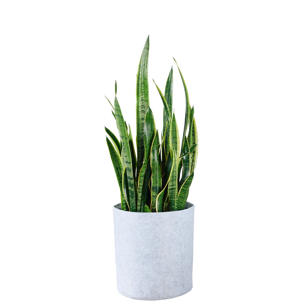 Sansevieria Trendcover 32 - Light Gray - My City Plants