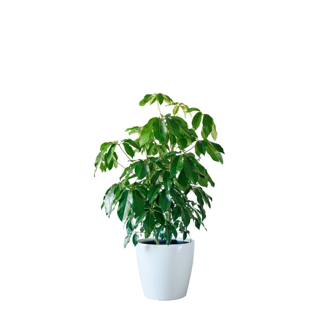 Schefflera Amate Classico - White - My City Plants