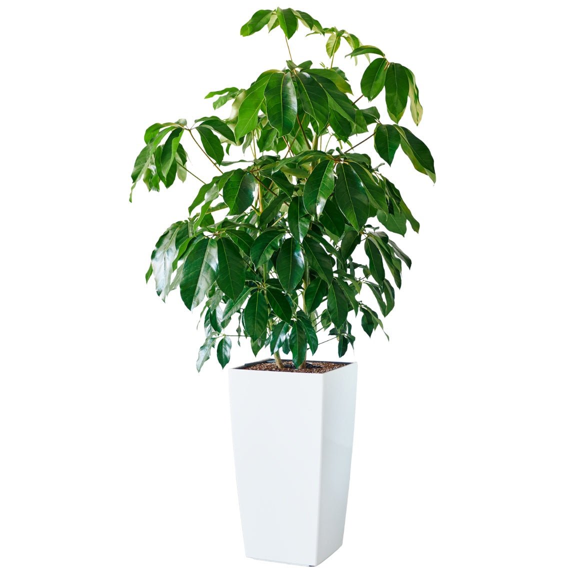 Schefflera Amate Cubico 40 - White - My City Plants