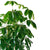 Schefflera Amate In 14" Nursery Pot - My City Plants