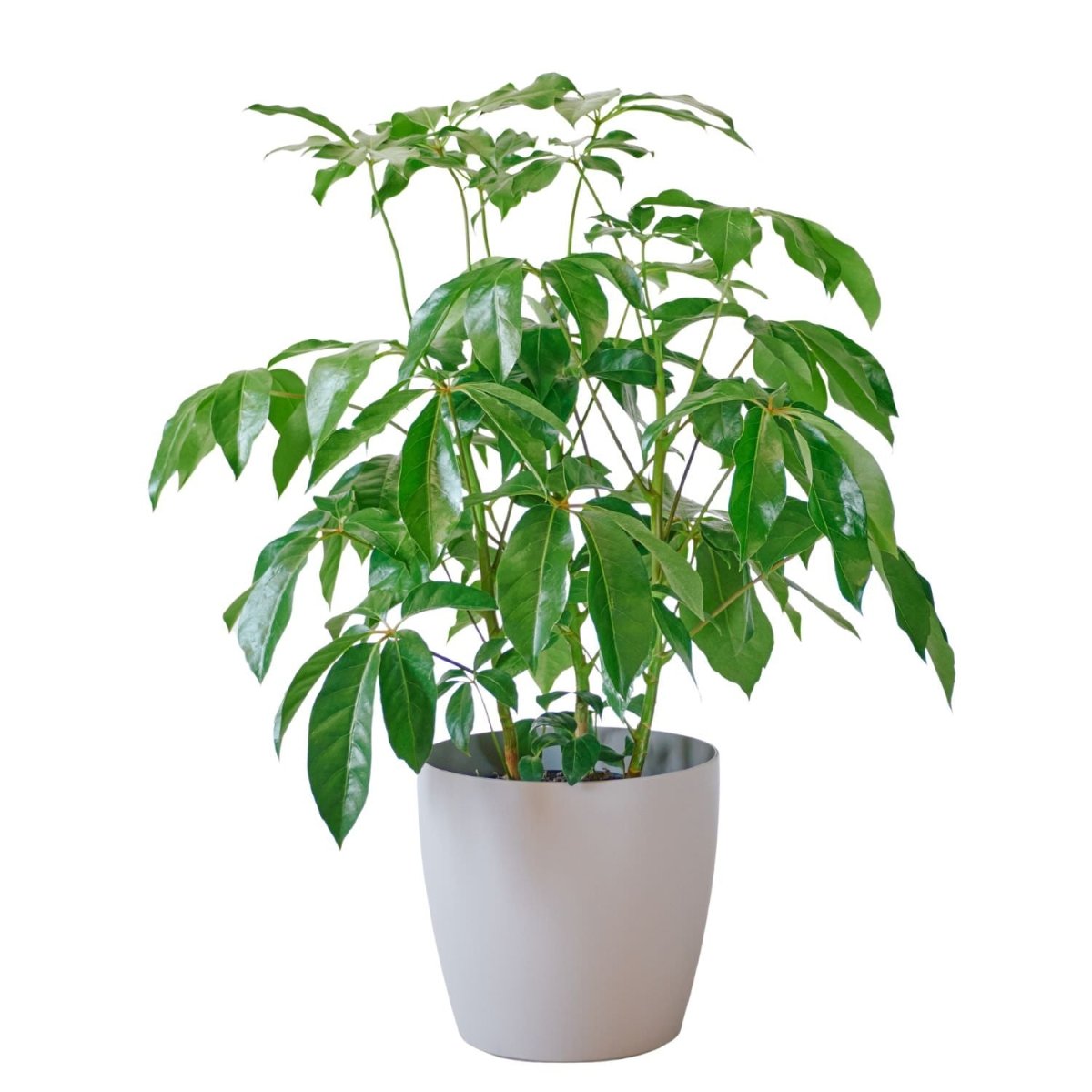 Schefflera Amate Potted In Lechuza Classico Trend Planter - Sand Brown - My City Plants