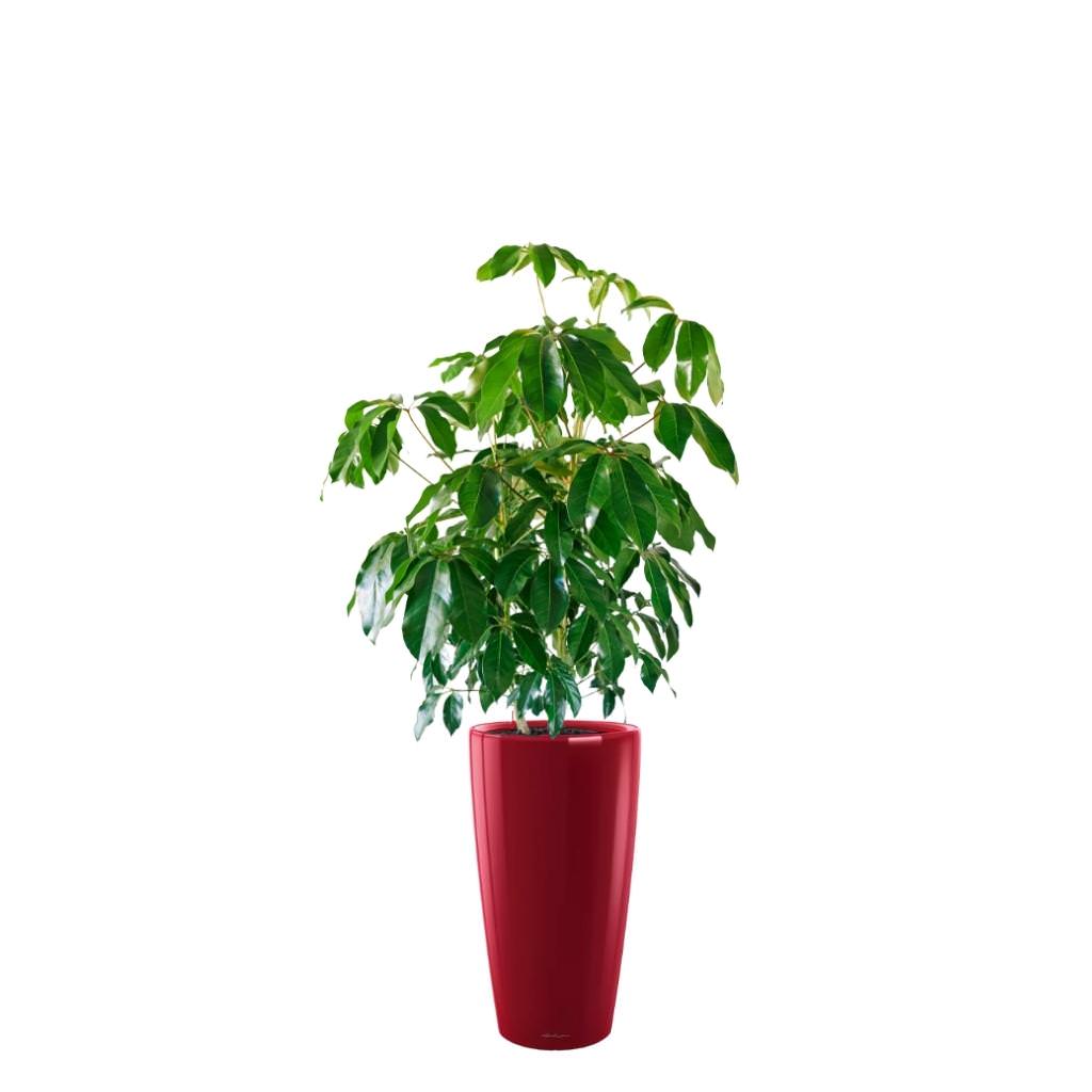 Schefflera Amate Rondo - Red - My City Plants