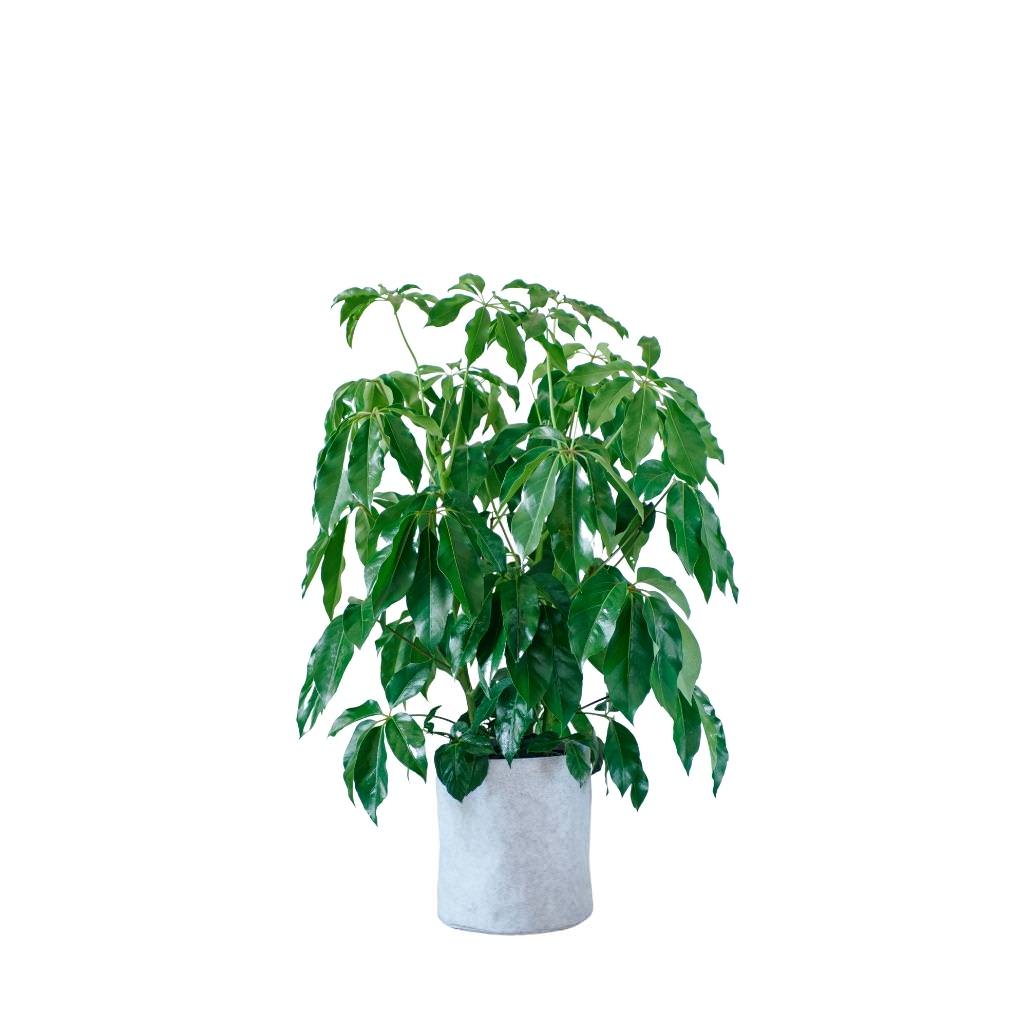 Schefflera Amate Trendcover 32 - Light Gray - My City Plants