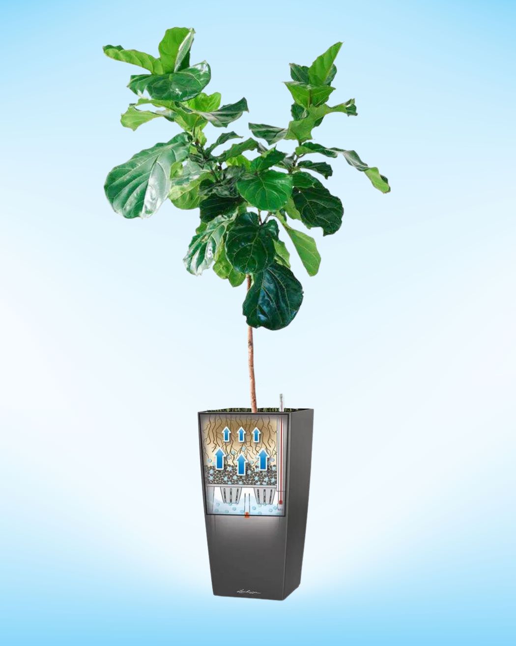 Fiddle Leaf Fig potted in Lechuza Cubico 40 planter with built-in sub-irrigation system - delivery in NYC 