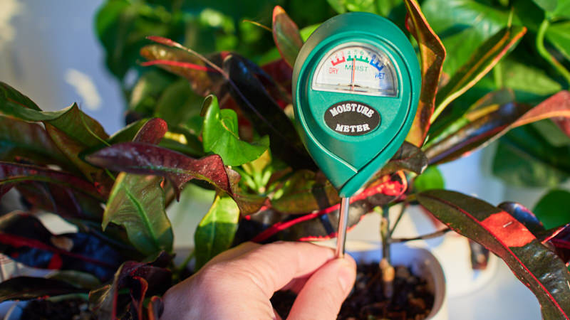 The moisture levels are indicated by a gauge on the soil moisture meter