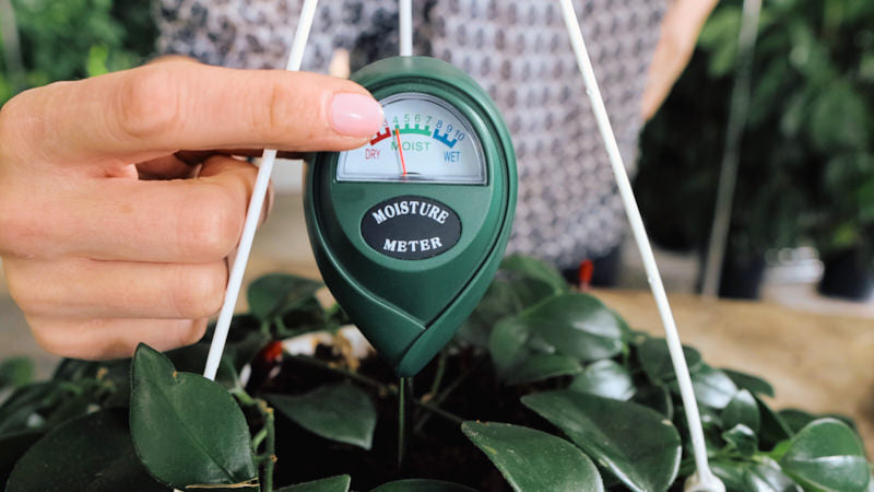 If the meter reading is in the suggested zone for your plant type, or below, water the plant.