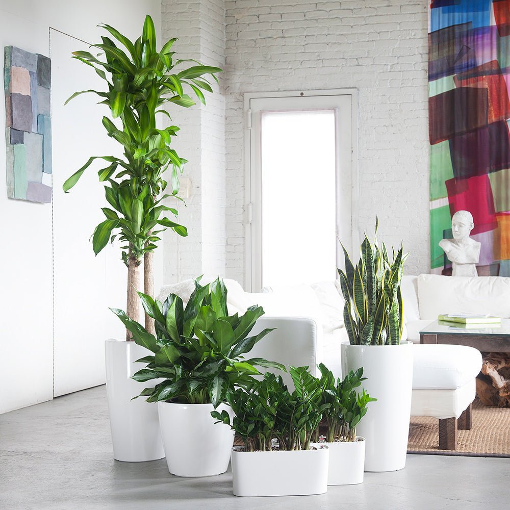 Startup Bundle - White - My City Plants