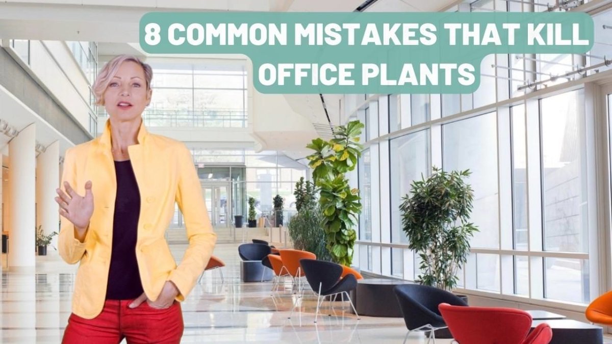 Stop Killing Your Office Plants - 8 Mistakes To Avoid - My City Plants