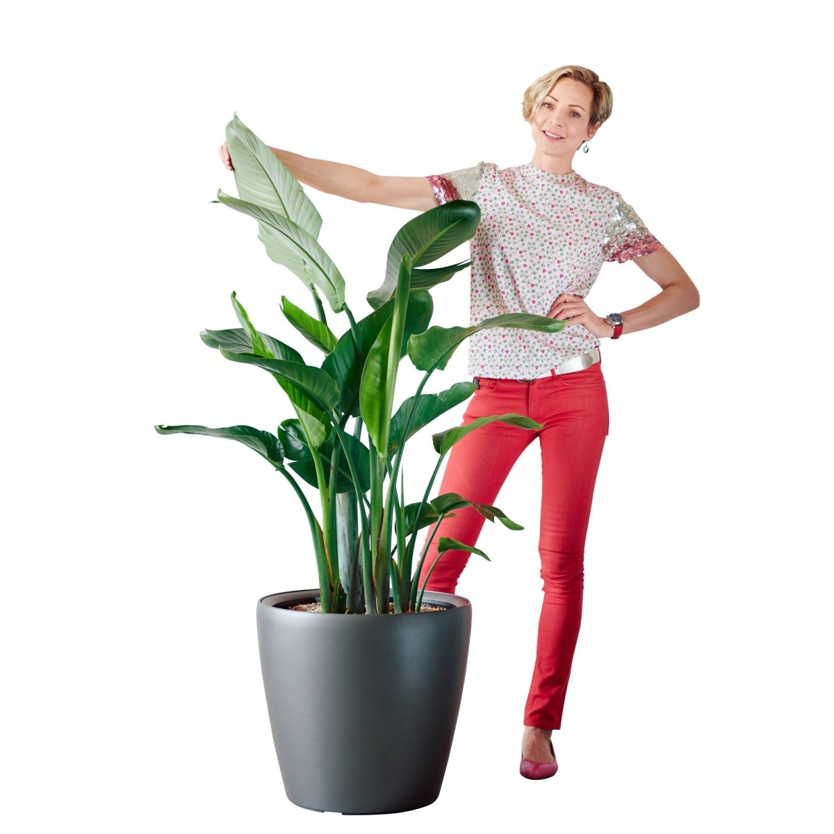 XL Bird of Paradise Plant Potted In Lechuza Classico 50 Planter - Charcoal Metallic - My City Plants