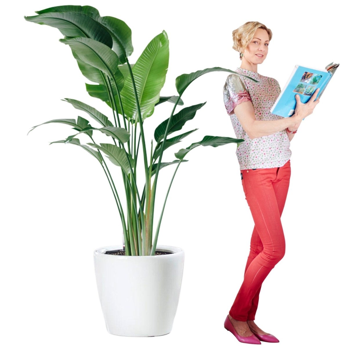 XL Bird of Paradise Plant Potted In Lechuza Classico 50 Planter - White - My City Plants