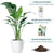 XL Bird of Paradise Plant Potted In Lechuza Classico 50 Planter - White - My City Plants