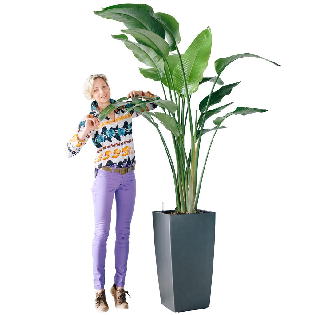 XL Bird of Paradise Plant Potted In Lechuza Cubico 40 Planter - Charcoal Metallic - My City Plants
