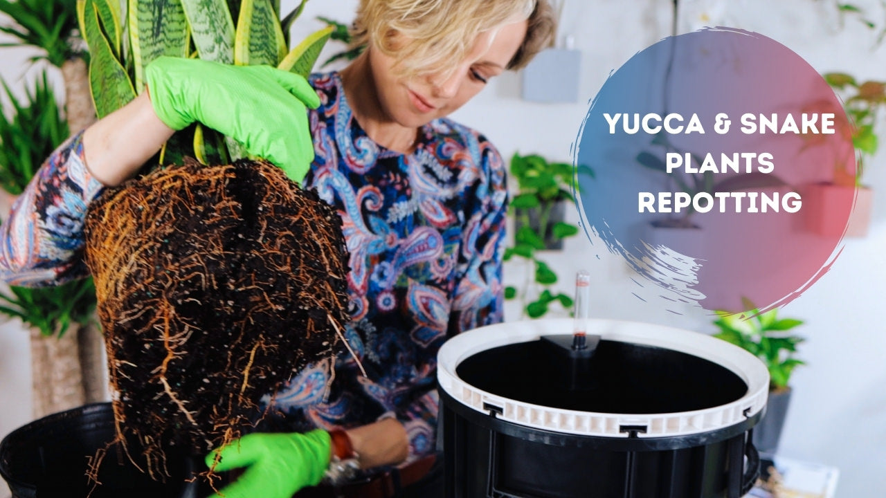 Repotting Yucca and Snake Plants