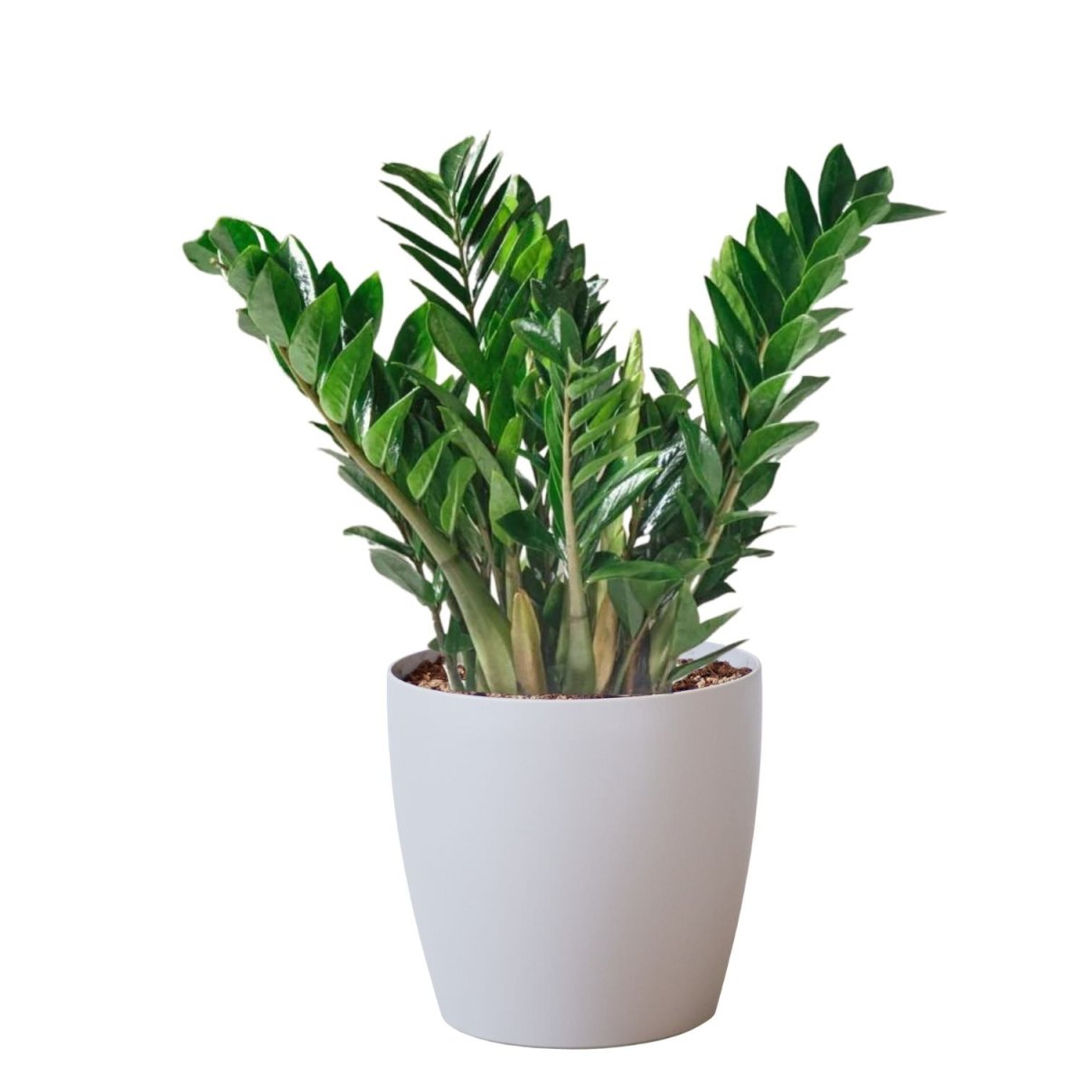 ZZ Plant Potted In Lechuza Classico Trend Planter - Sand Brown - My City Plants