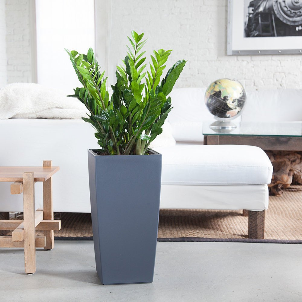ZZ Plant Potted In Lechuza Cubico 30 Planter - Slate - My City Plants