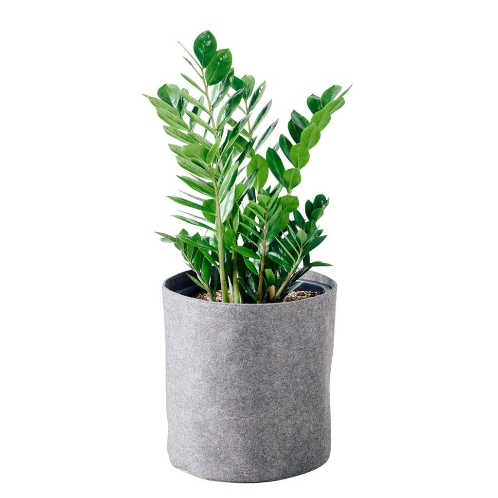 ZZ Plant Trendcover 32 - Dark Gray - My City Plants