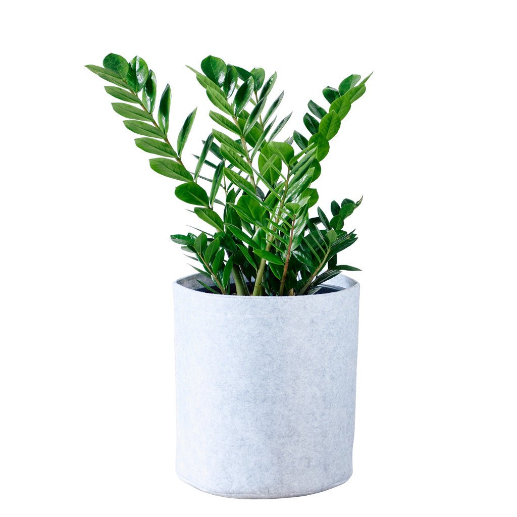 ZZ Plant Trendcover 32 - Light Gray - My City Plants
