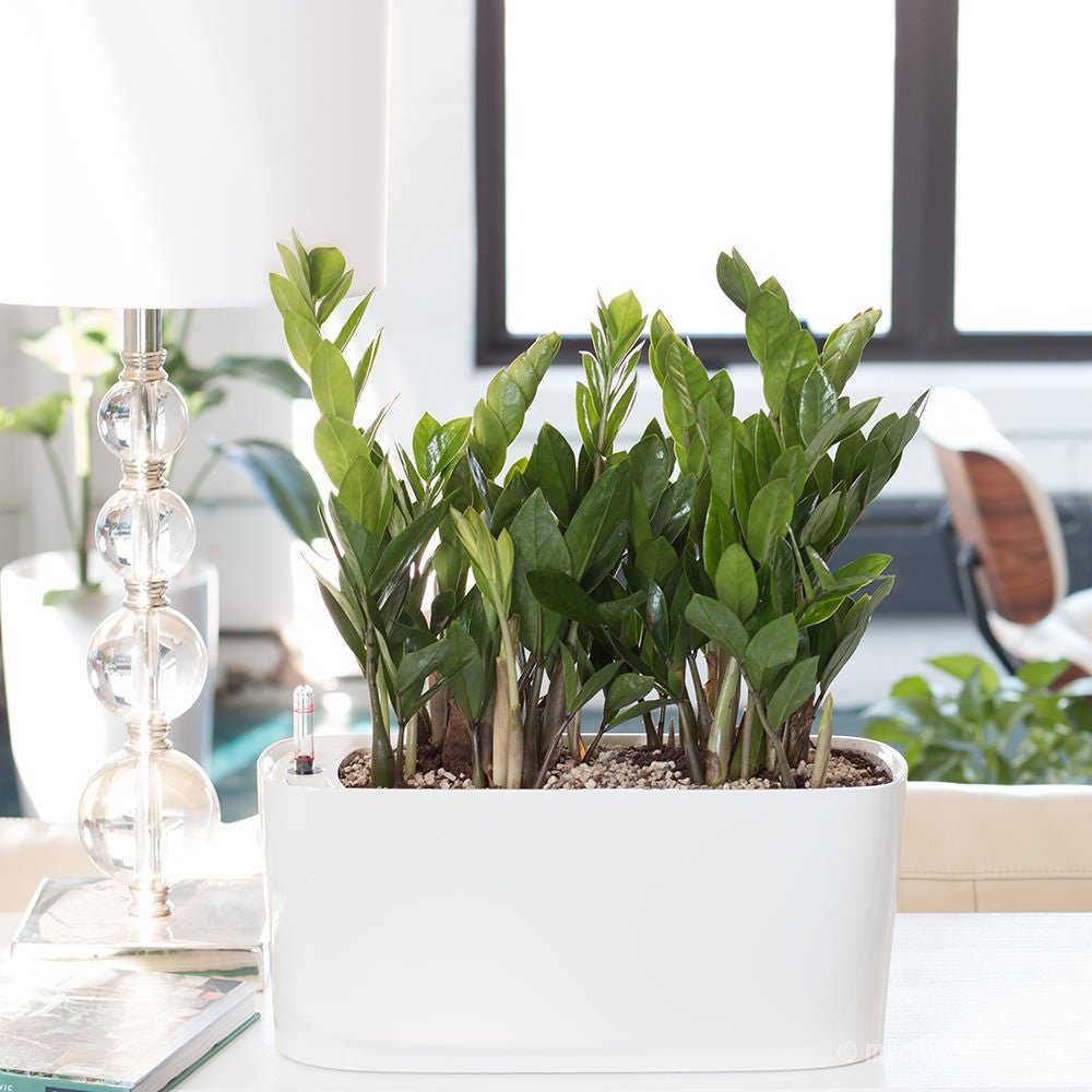 ZZ Plant Windowsill - White - My City Plants